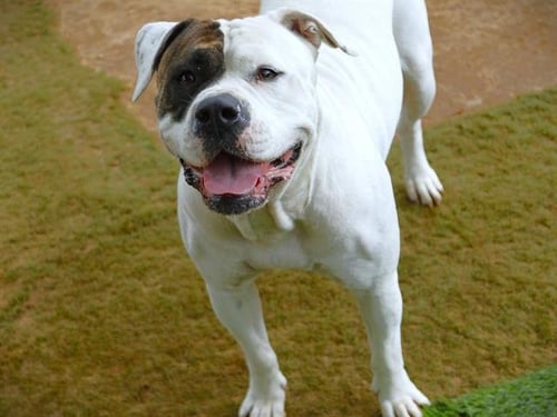 LUNA - American Bulldog available for adoption
