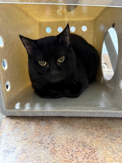 HELIOS - Domestic Short Hair available for adoption