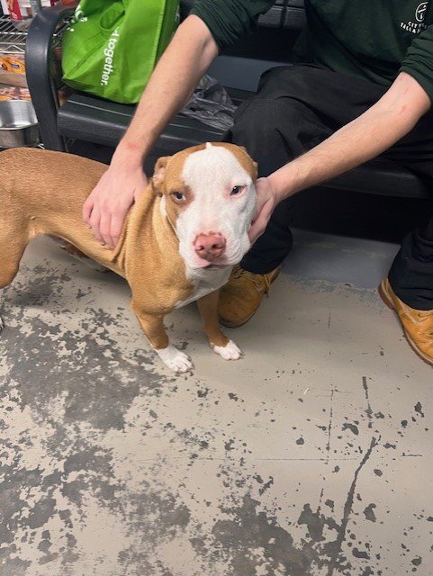 GOBIE - American Staffordshire Terrier available for adoption