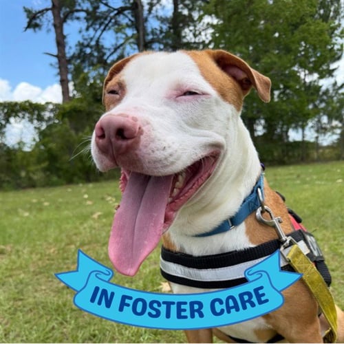 GOBIE - Labrador Retriever / Irish Setter for adoption in Tallahassee