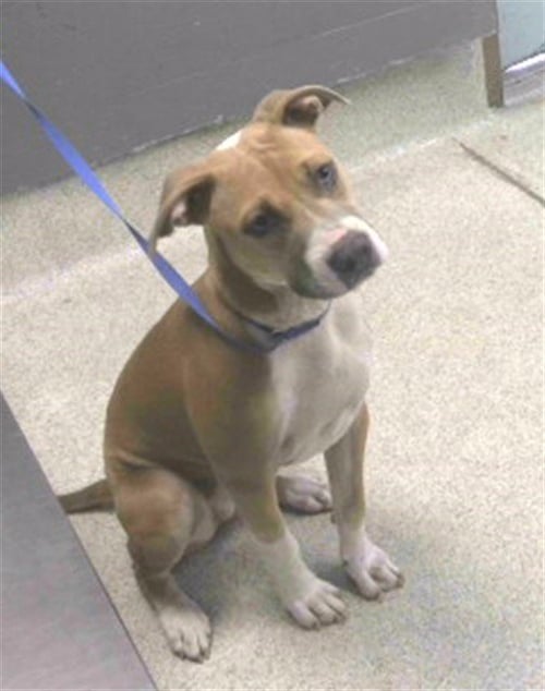 KARMA - American Pit Bull Terrier available for adoption