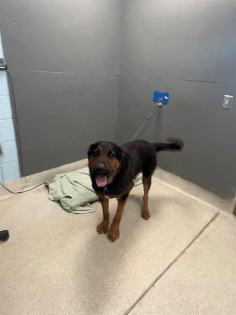 JIMMY CHEW - German Shepherd Dog / Rottweiler available for adoption