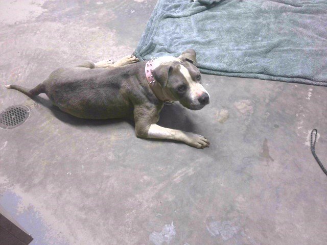 ROSCOE Image