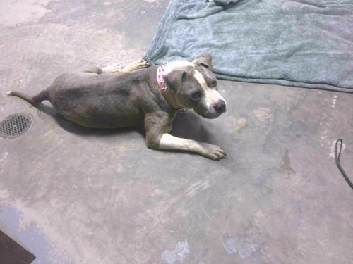 ROSCOE - American Pit Bull Terrier available for adoption