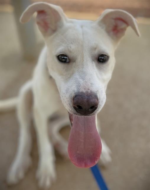 GRIMM - Great Pyrenees available for adoption