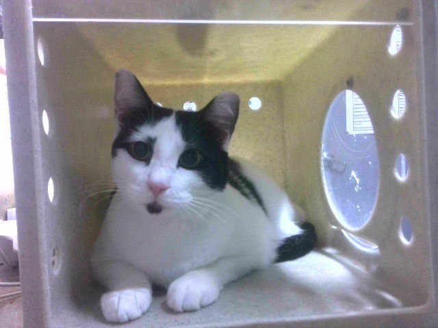 INKY - Domestic Medium Hair available for adoption