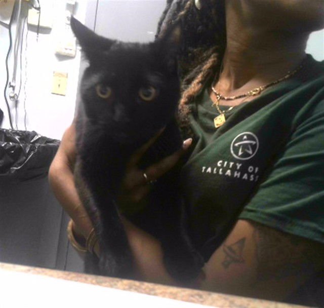 MAZE - Domestic Short Hair available for adoption