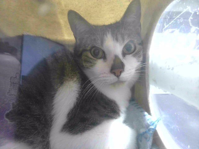 FIRECRACKER - Domestic Short Hair available for adoption