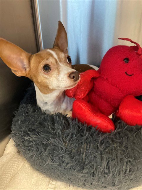 ROSIE - Chihuahua available for adoption