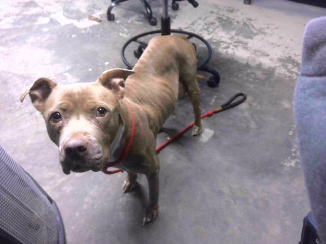 BENZ - American Staffordshire Terrier available for adoption