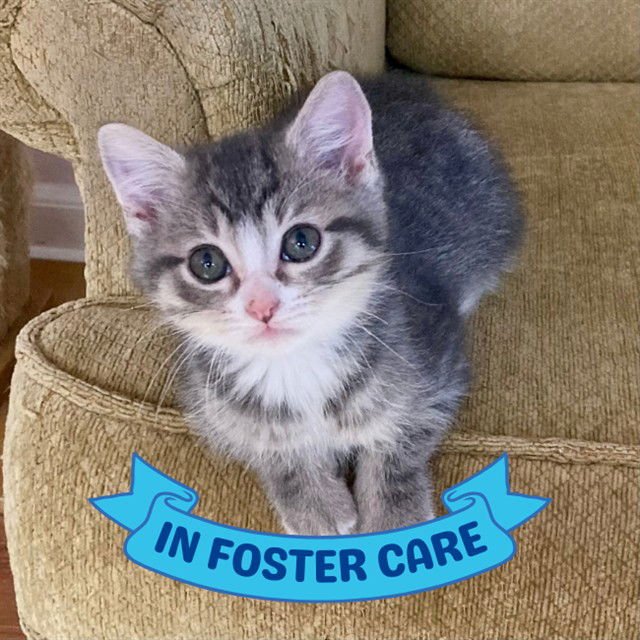 TOM - Domestic Medium Hair available for adoption