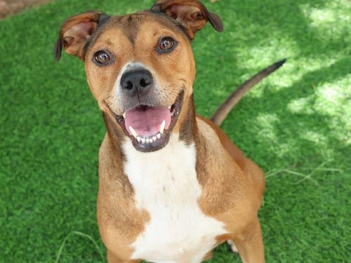 LOVEBUG - Boxer available for adoption