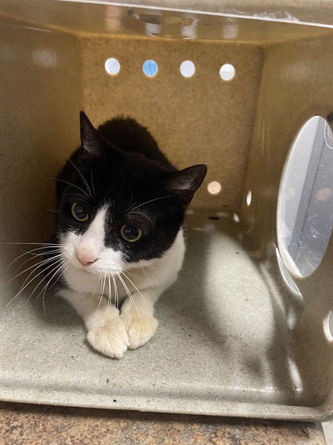 CALLIE - Domestic Short Hair available for adoption