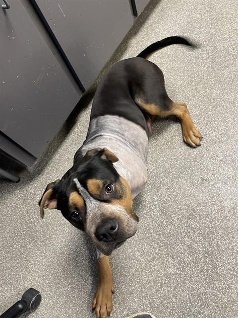 ORION - American Staffordshire Terrier available for adoption