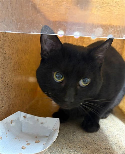 NYUSI - Domestic Short Hair available for adoption