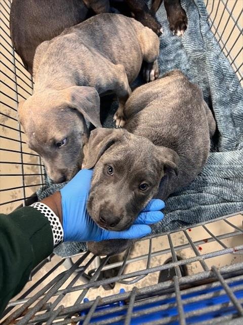 JOKER - American Pit Bull Terrier available for adoption