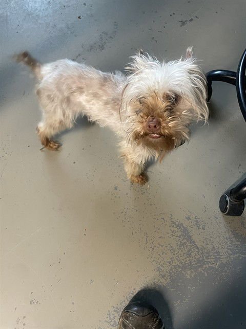 BOSLEY - Yorkshire Terrier Yorkie available for adoption