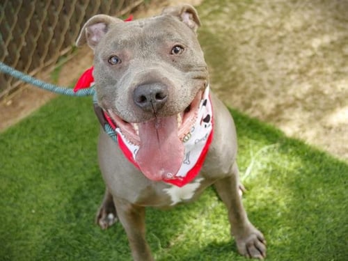 JEROME - Blue Lacy available for adoption
