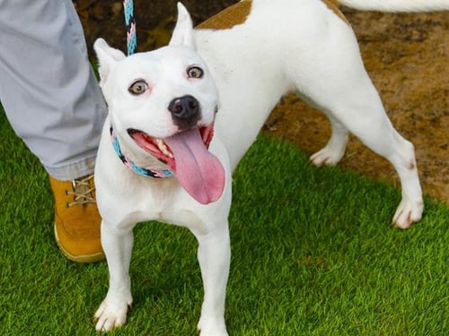 JAZZMIN - American Staffordshire Terrier available for adoption