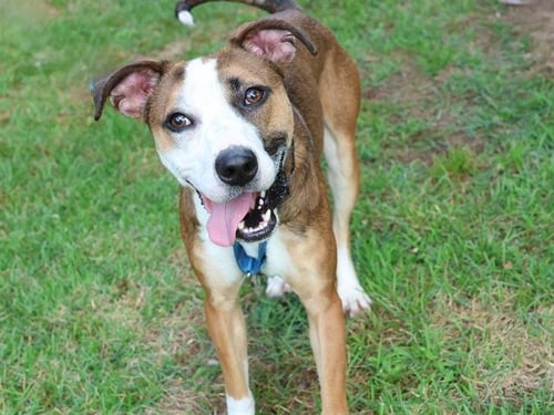 BENTLY - American Staffordshire Terrier available for adoption