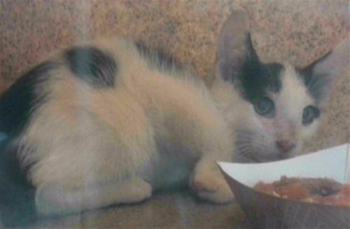 FELICIA - Domestic Short Hair available for adoption