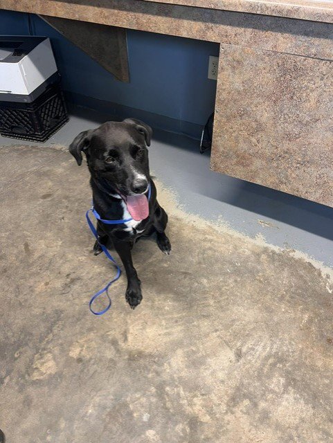 DUKE - Labrador Retriever available for adoption