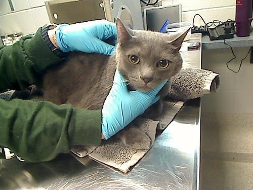 QUINCY - Domestic Short Hair available for adoption