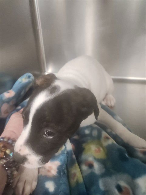 SWAN - American Bulldog available for adoption