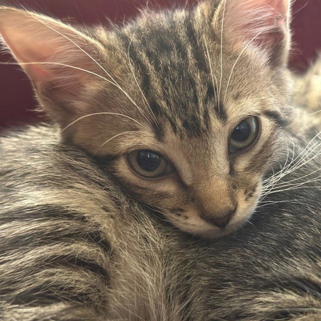 CLEO Image