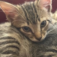 CLEO - Photo 1