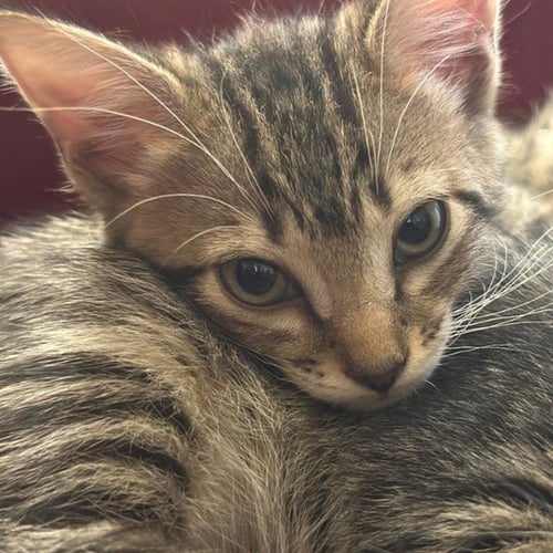 CLEO - Domestic Short Hair available for adoption