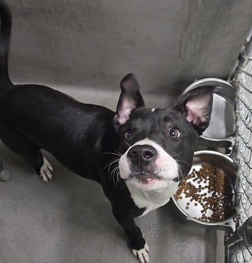 GOOBER - Boxer available for adoption