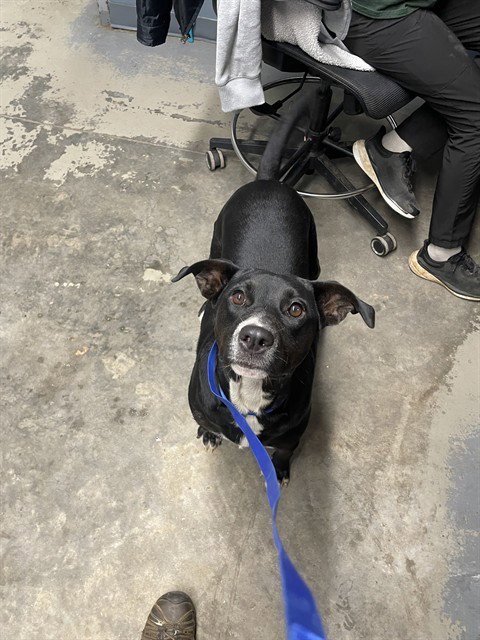MAEVE - Labrador Retriever available for adoption