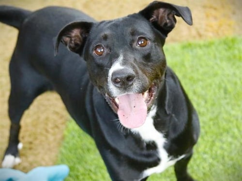 MAEVE - Labrador Retriever available for adoption