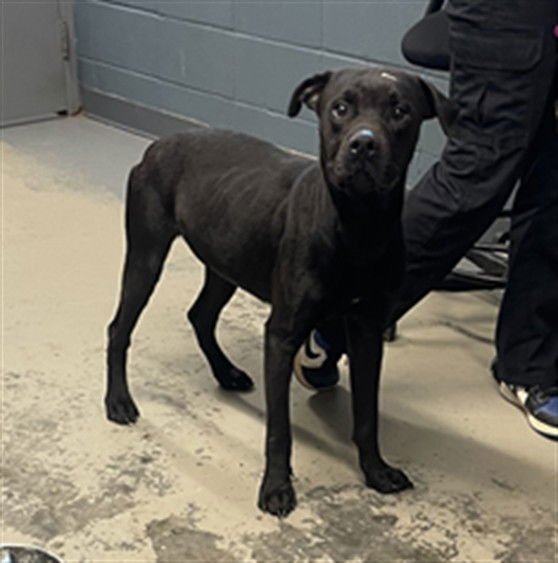 BARNEY - American Pit Bull Terrier available for adoption