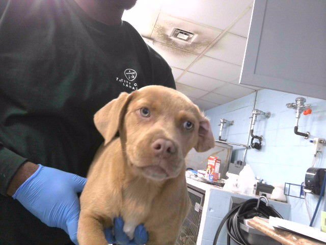 CARAMEL - Labrador Retriever available for adoption