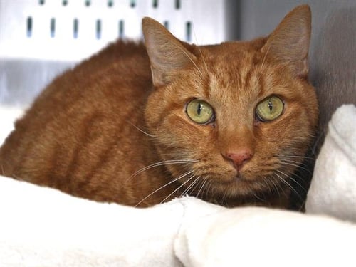GOLDIE - Domestic Short Hair for adoption in Tallahassee