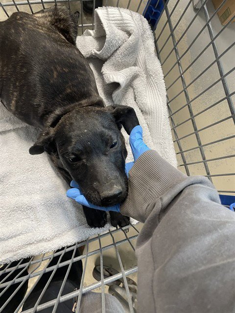 LARRY - Australian Cattle Dog/Blue Heeler available for adoption