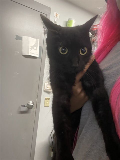 FIREFLY - Domestic Short Hair available for adoption