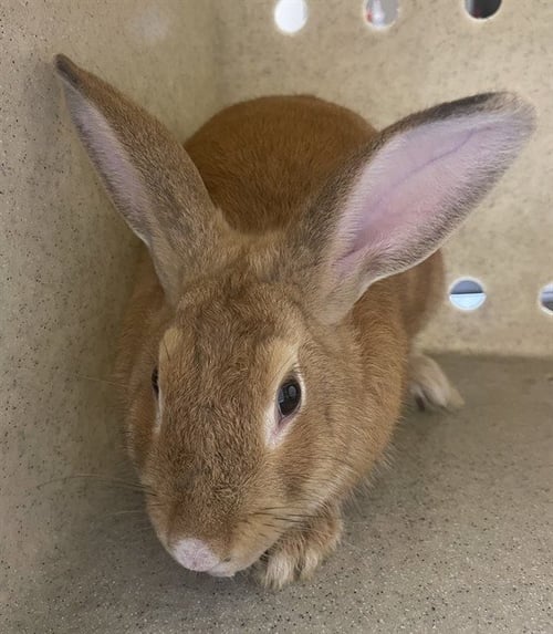 CINNAMON ROLL - Shorthaired Rabbit available for adoption