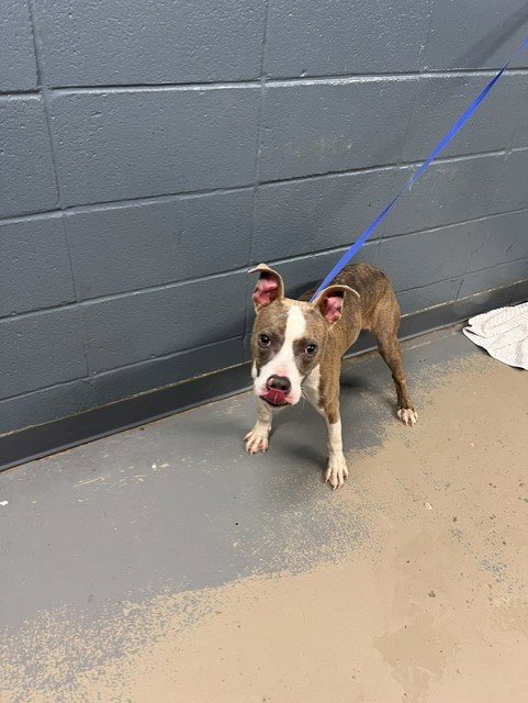 SMOKE - American Pit Bull Terrier available for adoption