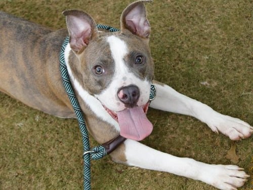 SMOKE - American Pit Bull Terrier for adoption in Tallahassee