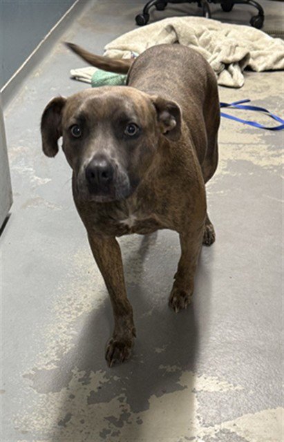 XENA - American Pit Bull Terrier available for adoption