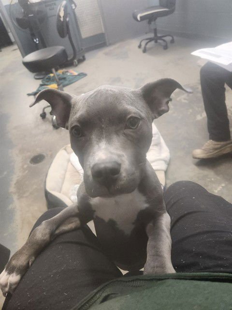 TURKEY - American Staffordshire Terrier available for adoption