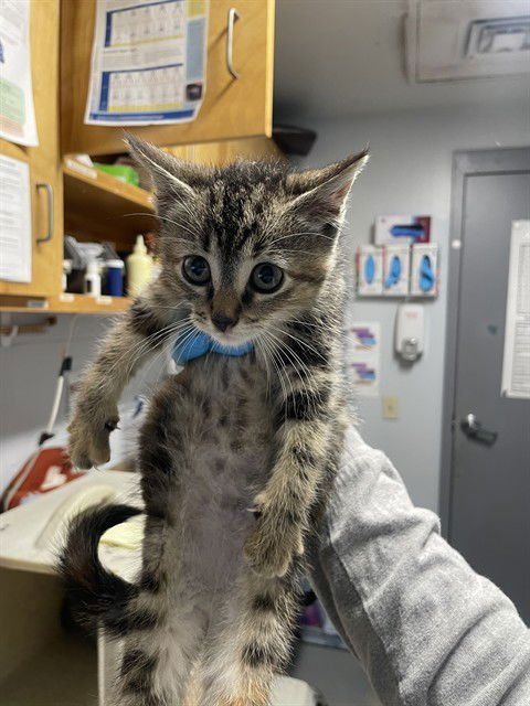 FIONA - Domestic Short Hair available for adoption