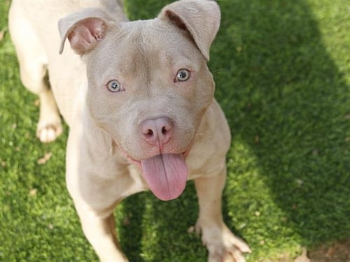 NEIL - Staffordshire Bull Terrier available for adoption