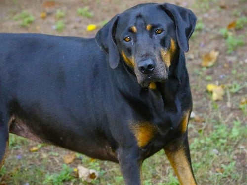 ALLISON - Rottweiler available for adoption