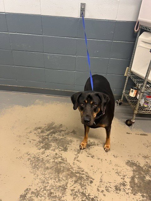 ALLISON - Rottweiler available for adoption