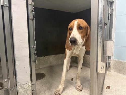 HOMER - Treeing Walker Coonhound available for adoption