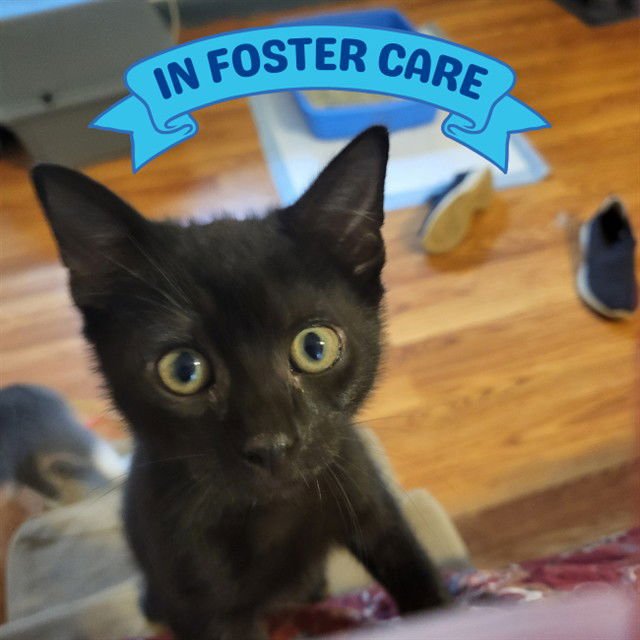 SKEETER - Domestic Short Hair available for adoption